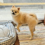도그힙