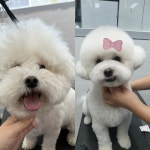 이쁘게 잘라줄개 애견미용실+애견호텔