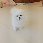 소우주애견미용실