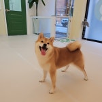 소우주애견미용실
