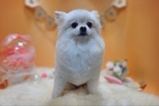 순심이네 펫살롱