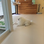 소우주애견미용실