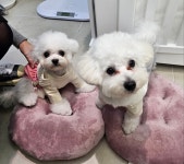 엘레멍스