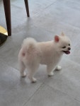 더예쁘개