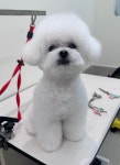 엘레멍스