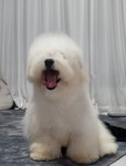 프로켄넬