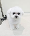 엘레멍스