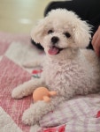 댕가댕가반려견유치원