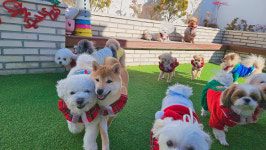 소소하개 애견유치원 애견호텔