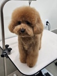 엘레멍스