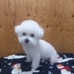더예쁘개