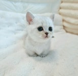 대구고양이분양 퍼스트캣 대구점