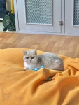 야옹이네고양이카페 천안직영점