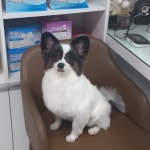 더예쁘개