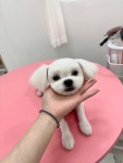 반짝일개