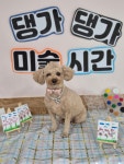 댕가댕가반려견유치원