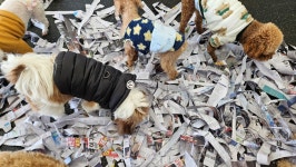 소소하개 애견유치원 애견호텔