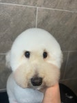 독특하개
