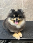 독특하개