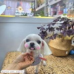 키티펫살롱
