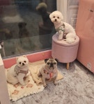 똘이살롱