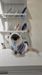 버만캣패밀리