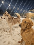 슬립독
