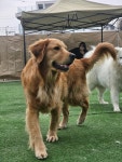 슬립독