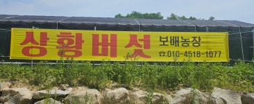 보배농장상황버섯