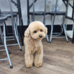 이바우펫애견미용학원 부산연산아카데미