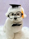 단추펫살롱
