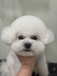 커들리독