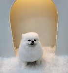 슈슈멍