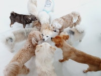 에듀멍 애견유치원 호텔