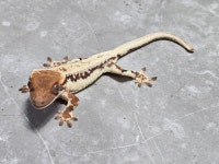 파충류샵 욜로게코