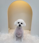 슈슈멍
