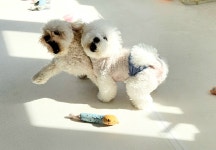 에듀멍 애견유치원 호텔