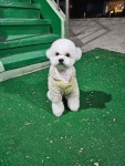 룽지 살롱
