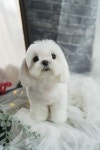 트레밍MM