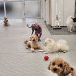 에덴애견유치원호텔