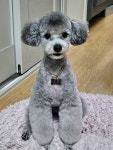룽지 살롱