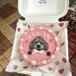 멍까루 강아지케이크 수제간식