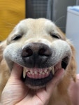 그루밍살롱 강아지미용실