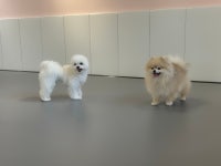 뛰댕길겨자구갈겨 애견유치원&애견호텔