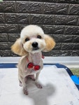 프로펫 애견미용실