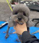 캄애견미용학원 성서이곡점