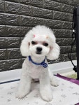 프로펫 애견미용실