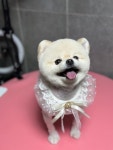 그루밍살롱 강아지미용실