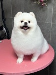 그루밍살롱 강아지미용실