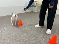 온마음동물교감센터